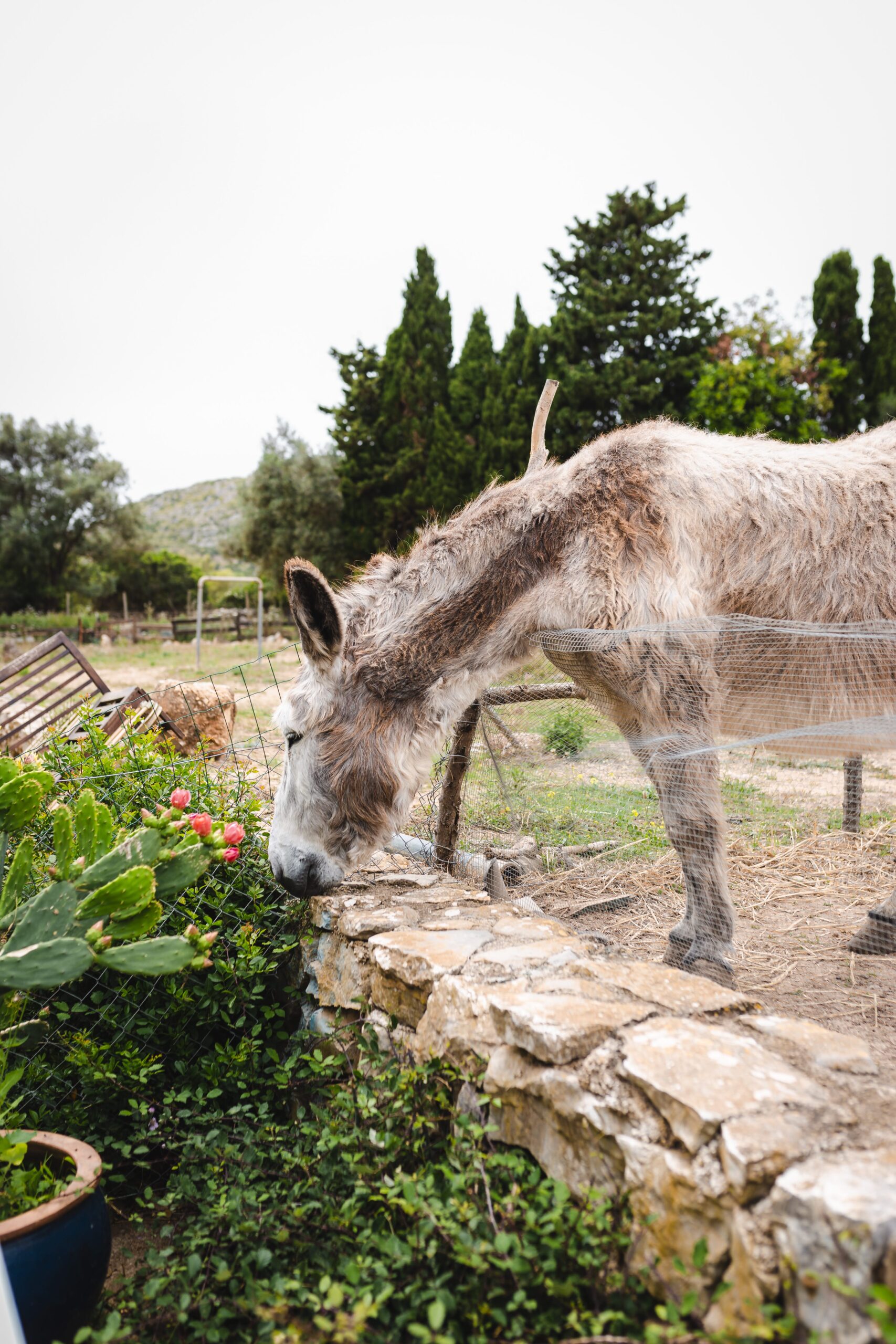 Leilani´s Arche, ein Gnadenhof für Tiere auf Mallorca